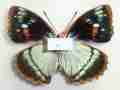 Mimathyma schrenckii (Heilongjiang China)  Ab(left) Normal(right) Aberration (Internet Image property of respective owner, non-commercial use only)